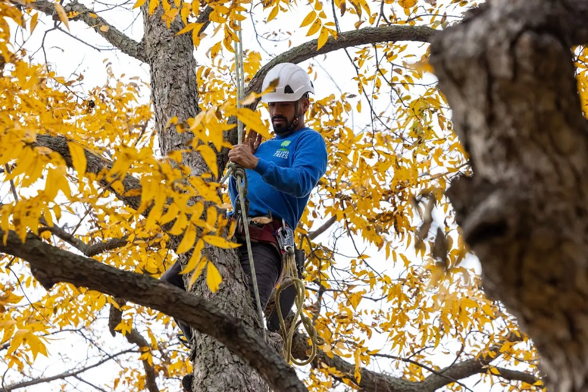 Skilled Tree Planting crew working in Saint Helena